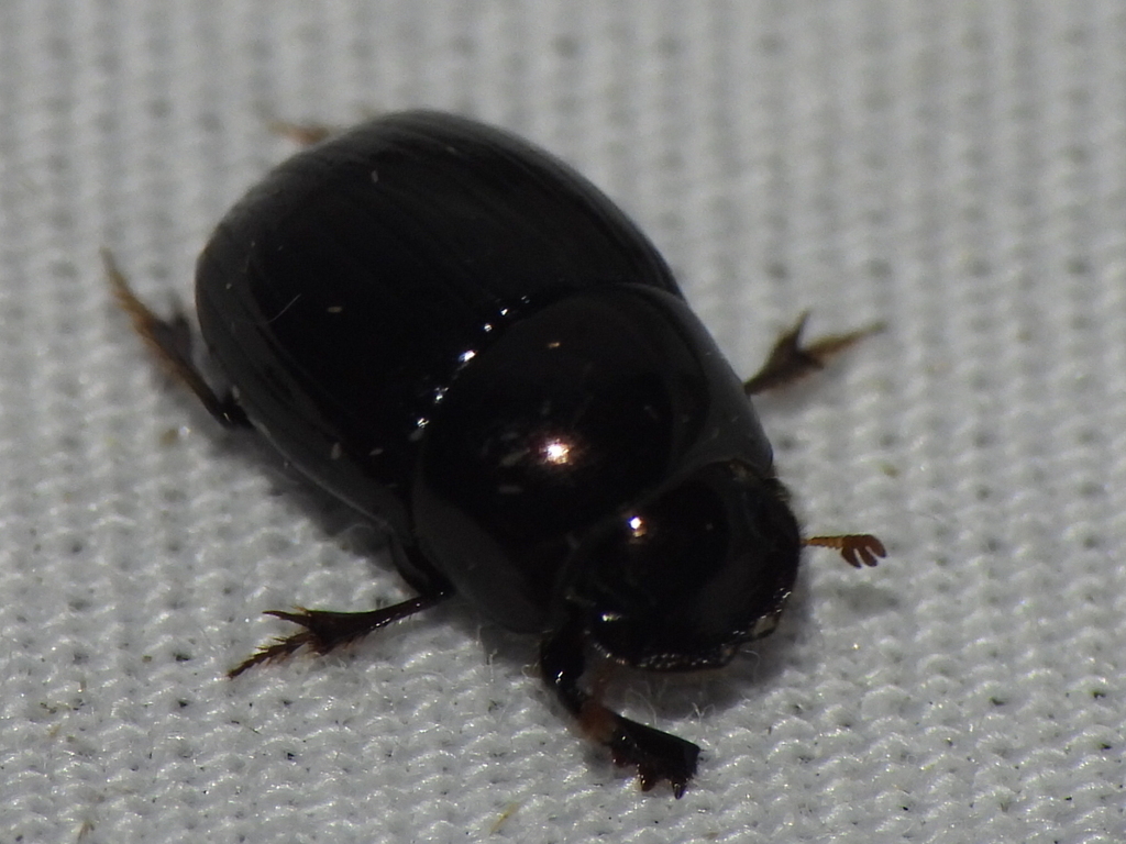 Ateuchus texanus