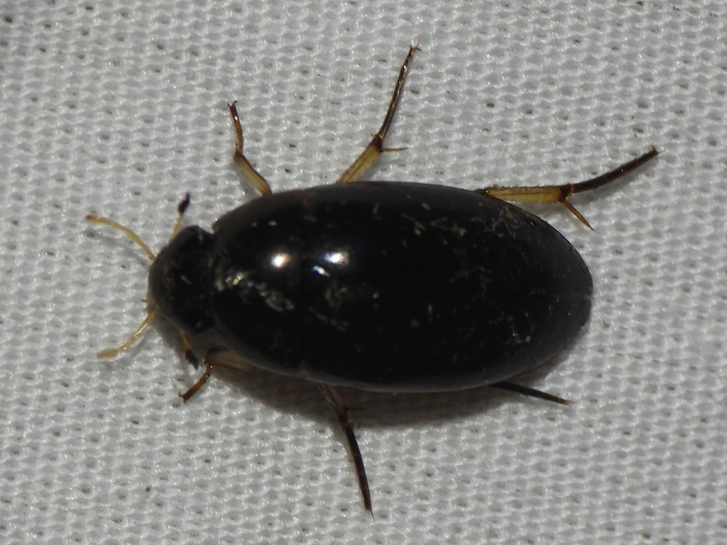 Tropisternus quadristriatus