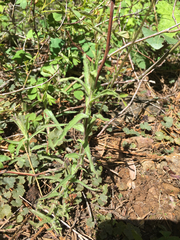 Castilleja applegatei