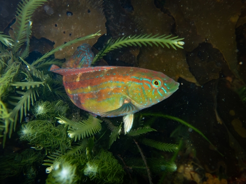 Senator-lipvis (Pictilabrus laticlavius) — Labridae