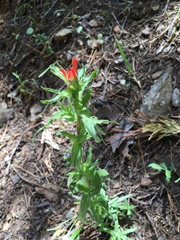 Castilleja applegatei