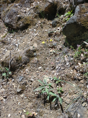 Image of Hieracium greenei by no rights reserved