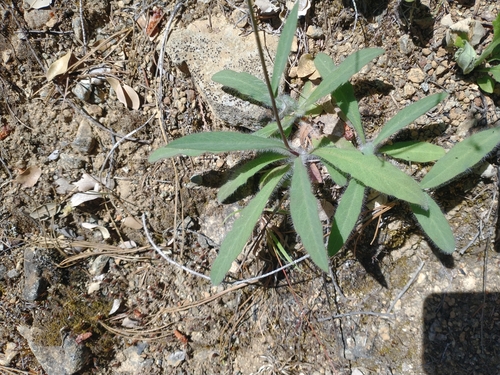 Image of Hieracium greenei by no rights reserved