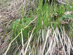 Carex longirostrata