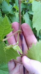 Ampeloglypter sesostris