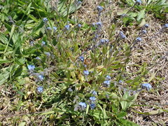 Myosotis stricta