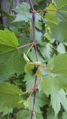 Ampeloglypter sesostris