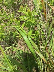 Erythemis simplicicollis