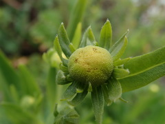 Helenium puberulum