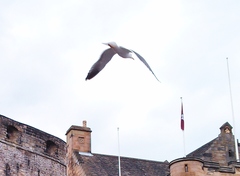 Larus fuscus