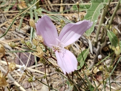Lygodesmia grandiflora