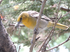 Icterus abeillei