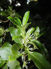 Coprosma benefica