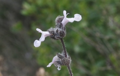Salvia brandegeei