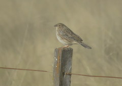 Rhopospina alaudina