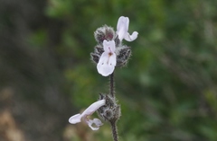 Salvia brandegeei