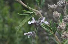 Salvia brandegeei