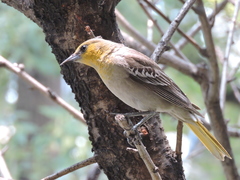 Icterus abeillei