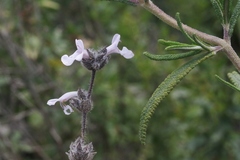 Salvia brandegeei