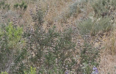 Salvia brandegeei