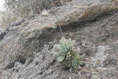 Dudleya greenei