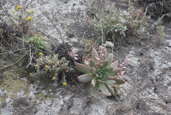 Dudleya greenei