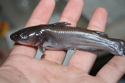 Lerma catfish (Ictalurus dugesii) — Ictaluridae
