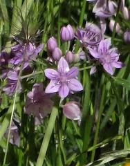 Allium hyalinum