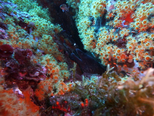 Photo of Yellow cluster anemone (Parazoanthus axinellae)
