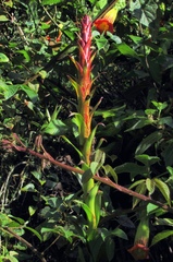 Tillandsia pastensis