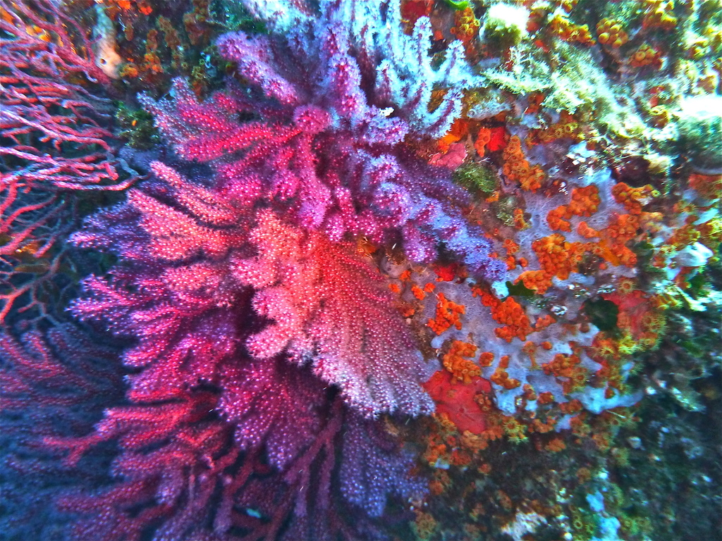 Photo of Red gorgonian (Paramuricea clavata)
