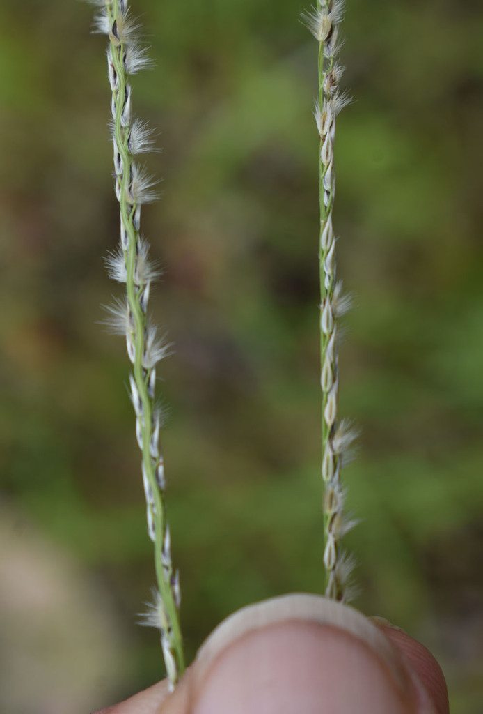 Digitaria gibbosa