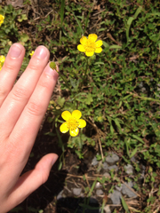 Ranunculus hispidus