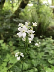 Cardamine angulata
