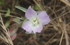 Clarkia davyi