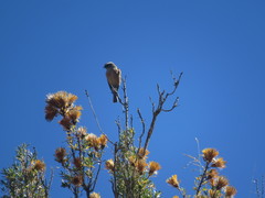 Ochthoeca oenanthoides