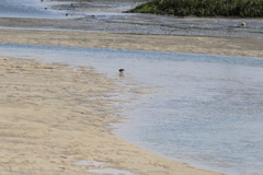 Tringa semipalmata semipalmata