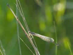 Ischnura hastata
