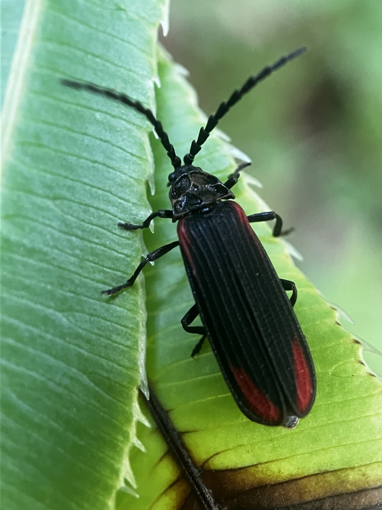 Conderis pictus