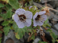 Phacelia bolanderi