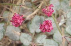 Eriogonum grande rubescens
