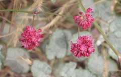 Eriogonum grande rubescens