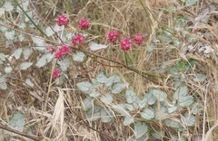 Eriogonum grande rubescens