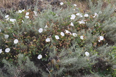 Calystegia macrostegia macrostegia