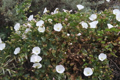 Calystegia macrostegia macrostegia