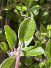Arctostaphylos franciscana