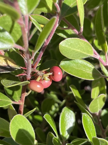 Franciscan Manzanita fruiting