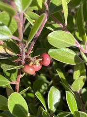 Arctostaphylos franciscana, photograph (c) Rajan Rao, some rights reserved (CC BY)