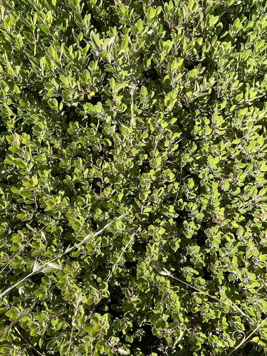 Arctostaphylos franciscana, photograph 3