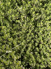 Arctostaphylos franciscana, photograph (c) Rajan Rao, some rights reserved (CC BY)